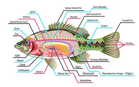 Internal anatomy of fish, internal parts of fish with diagram