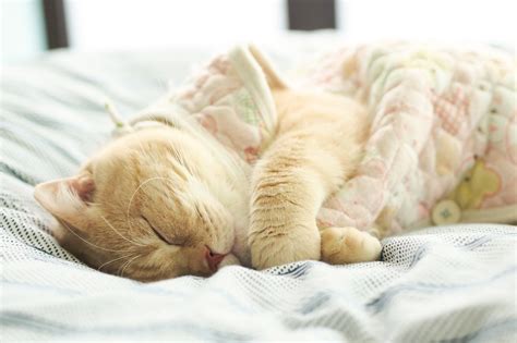 Online crop | orange cat sleeping on bed HD wallpaper | Wallpaper Flare