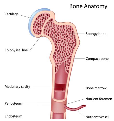 Compact Bone Diagram - Compact Bone Diagram Labeled - Human Anatomy ...