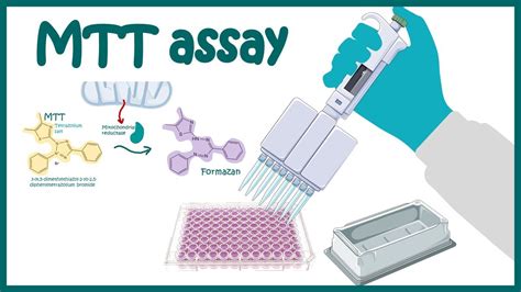 MTT assay & cell counting : 식품면역학실험 레포트 (2) - 약속새