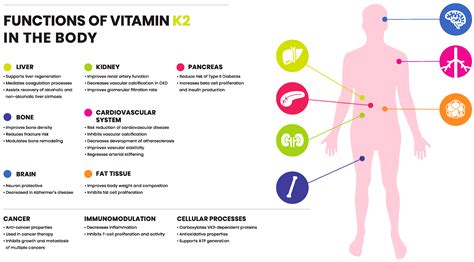 Vitamin K2 Mk4 Side Effects – VitaminWalls