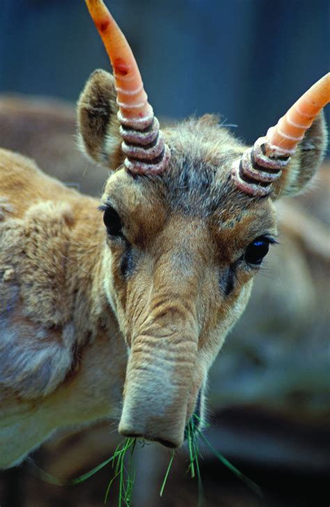 Russia: For Saiga Antelope, A Reason to Smile – GROW magazine