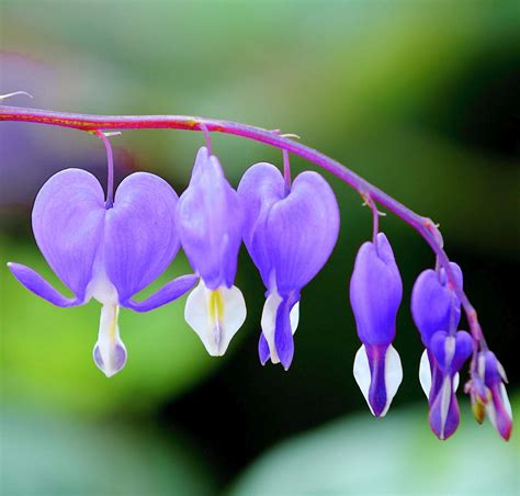 Bleeding Heart Flower