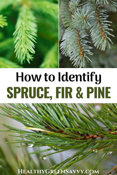 Spruce vs Fir vs Pine: Conifer Identification 101