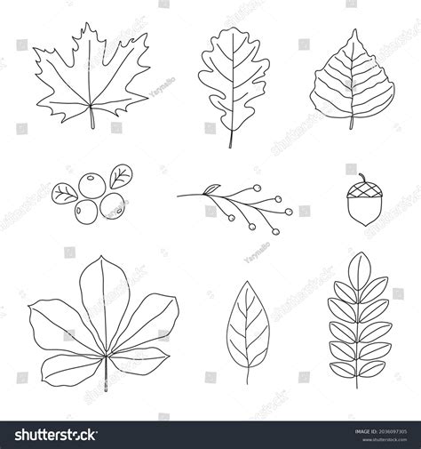 Set Autumn Leaves Line Art Design Stock Vector (Royalty Free ...