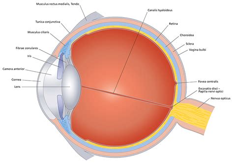 eye cross section - Discovery Eye Foundation