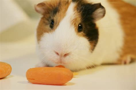 Cute and Funny Guinea Pig is Eating a Carrot Stock Image - Image of ...