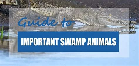 List of Animals That Live in Swamp Ecosystems 2023 [Updated] - Pond ...