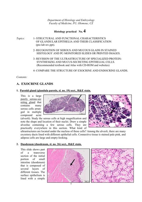 Unicellular exocrine gland histology 833720