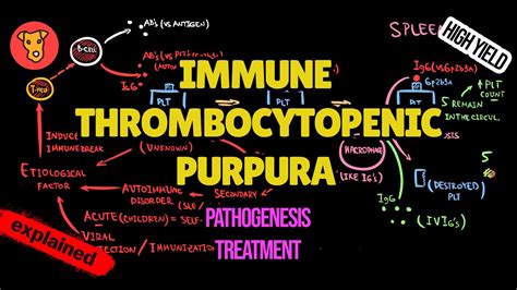 IMMUNE THROMBOCYTOPENIC PURPURA Pathogenesis. Mechanism of clinical ...