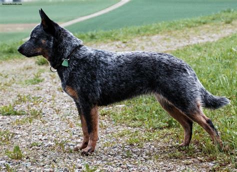 Australian Cattle Dog - Puppies, Rescue, Pictures, Information ...