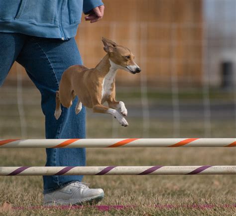 Columbia Basin Dog Training Club Agility Trials - 2009 | Flickr