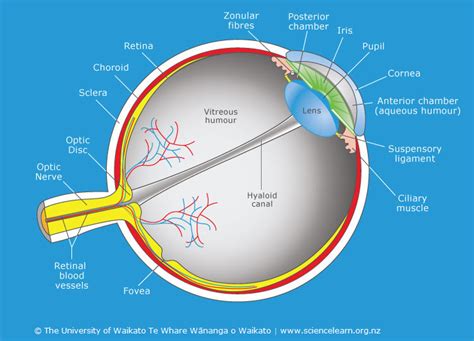 Cross-section through the human eye — Science Learning Hub