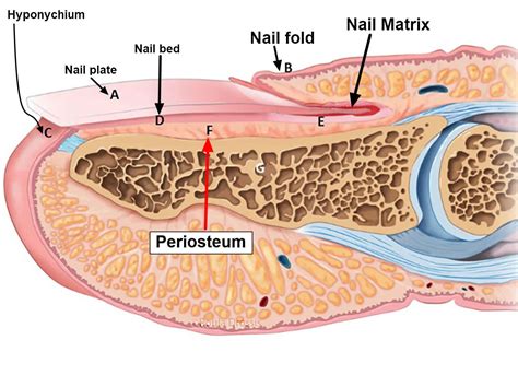 Acute and chronic paronychia causes, prevention & paronychia treatment