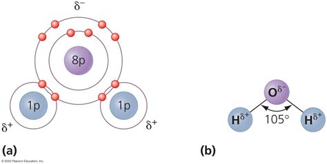 polar covalent bonds of water