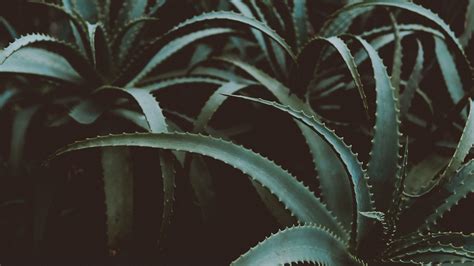 Plant 4k Wallpapers - Top Free Plant 4k Backgrounds - WallpaperAccess