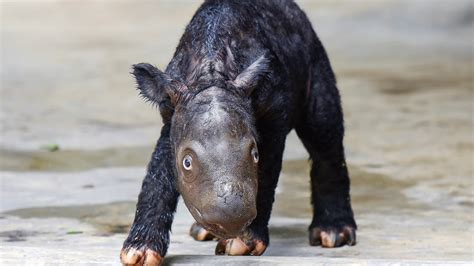 Baby Sumatran rhino born in Asia brings hope to critically endangered ...