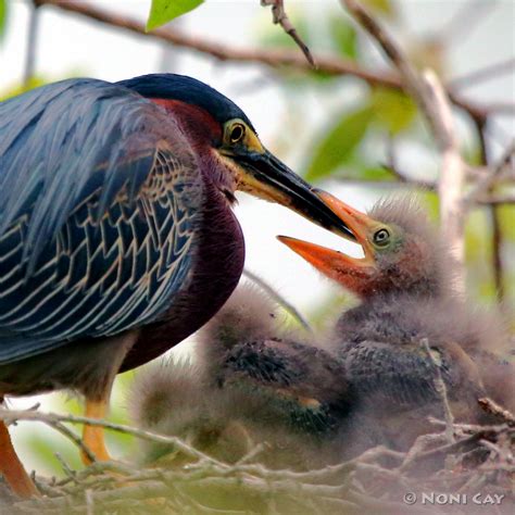 Green Heron Nest | Noni Cay Photography