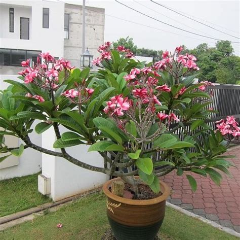 29 Different Types of Plumeria Varieties | Balcony Garden Web