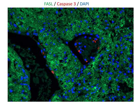 Human Caspase-3 Antibody MAB7071: R&D Systems