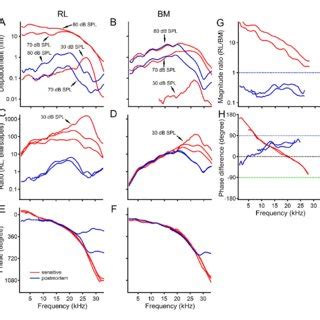 Longitudinal patterns of reticular lamina and basilar membrane ...