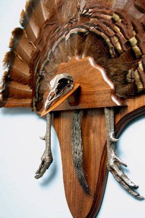 13 Turkey Beard Displays ideas | turkey mounts, turkey hunting, turkey fan