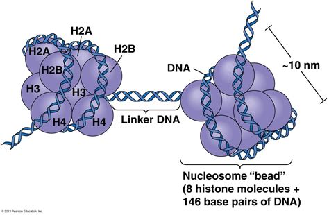 7.1.2 outline the structure of nucleosomes | Dna repair, Dna, Repair