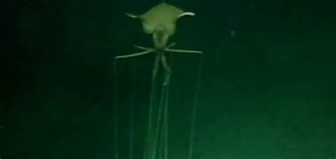 Massive 'alien' squid captured on video | Unexplained Mysteries