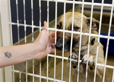 Delaware recognized as first no-kill animal shelters state - ABC7 Chicago