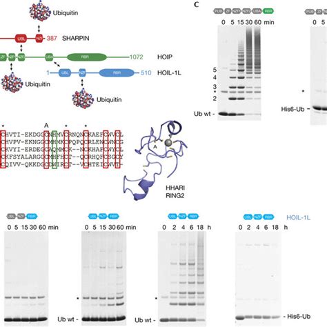 The ubiquitin pathway. A) Schematic representation of the... | Download ...