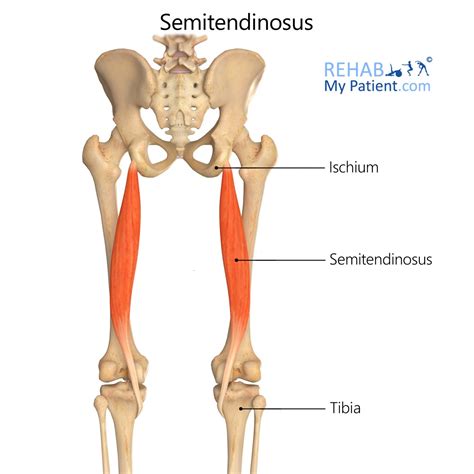 Semitendinosus | Rehab My Patient