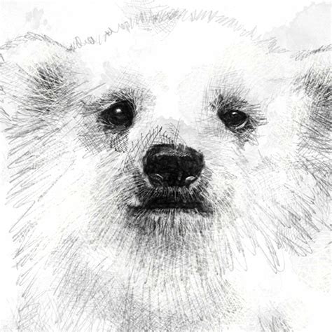 Original Polar bear cub sketch | SeanBriggs