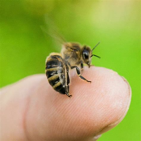 Why Do Honey Bees Sting?- Carolina Honeybees | Bee keeping, Bee, Honey ...