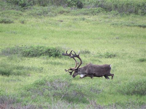 Wildlife of Denali National Park, Part 3 – Wildlife Leadership Academy