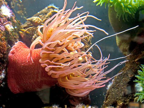 Sea Anemone Info - Photo 3