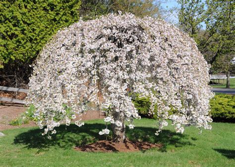 Dwarf Weeping Cherry Blossom Tree | [+] CHERRY BLOSSOM