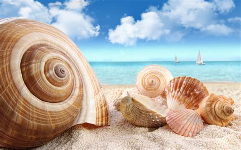 HD Wallpaper: Serene Shells at the Beach