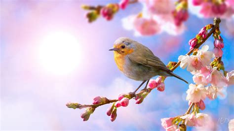 The world's most beautiful spring image collection exceeds 999+ - Thủ ...