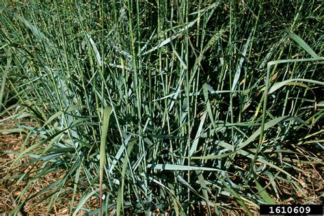 switchgrass (Panicum virgatum)