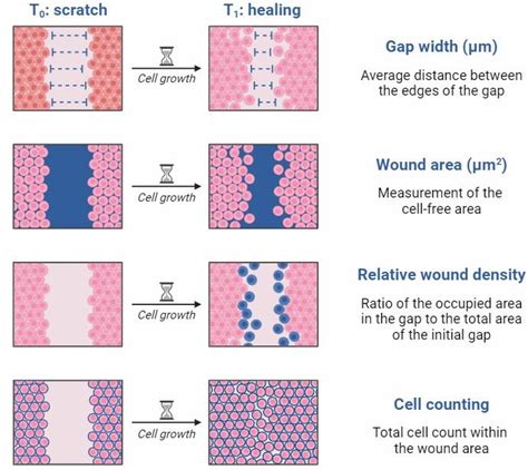 Scratch Wound Healing Assay