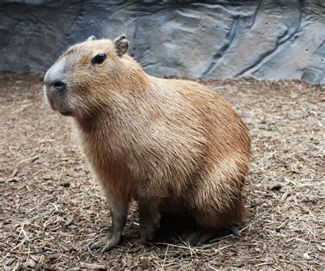 Capybara - Zoo & Snake Farm New Braunfels