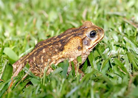 Cane Toad - ClimateWatch Australia- Citizen Science App