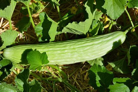 Cucumber Varieties From Kirby to Persian