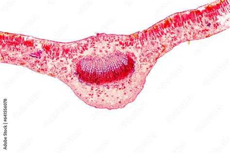 The study of plant tissues under the microscope in the laboratory ...