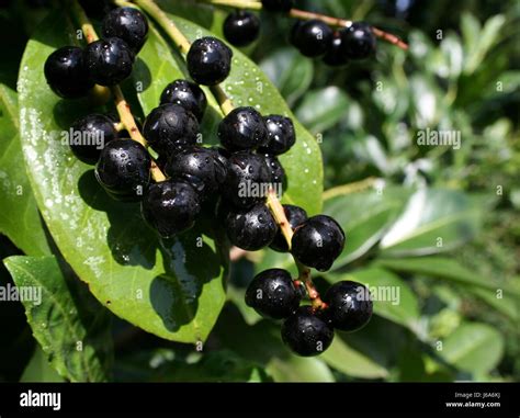 Cherry laurel berries hi-res stock photography and images - Alamy