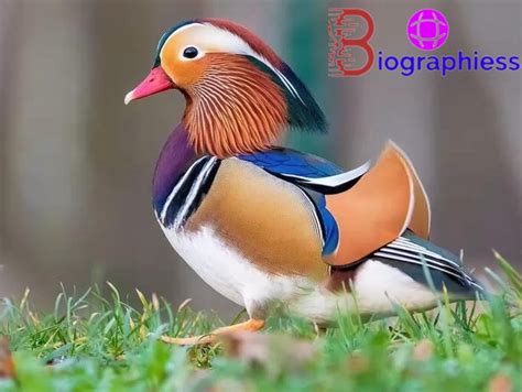 Colorful birds show off bright colors, like a colorful pattern ...