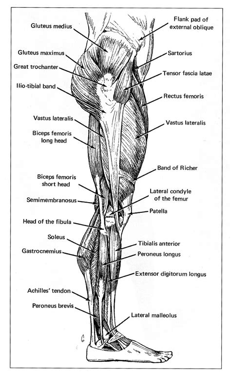 Life Drawing; Professor Kyle Stevenson: Assignment #3: Leg Muscles