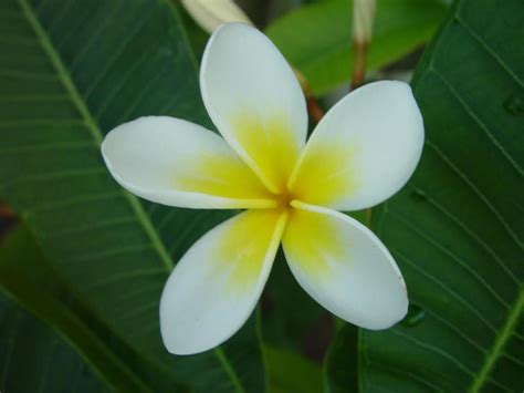 Free picture: frangipani, flower, white flower petals, up-colse, green ...