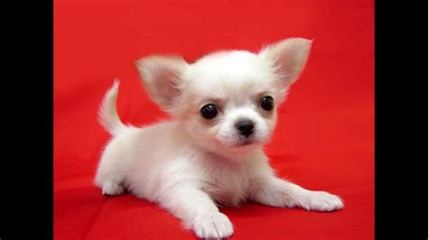 Chihuahua Videos Lustig - Pets Lovers