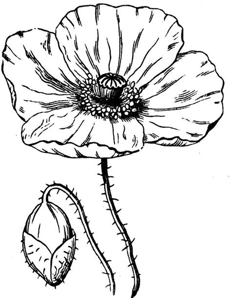 Poppy Drawing Template - ClipArt Best